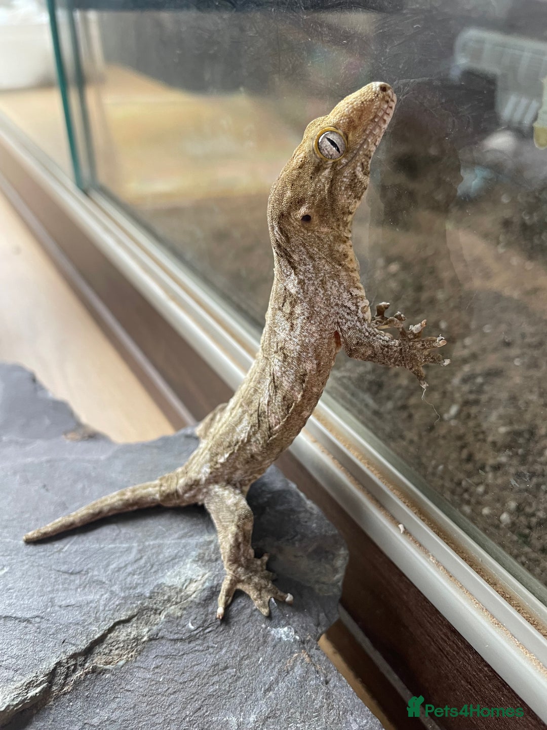 Gecko reptiles for sale: Female Pine Island Leachianus Gecko for sale - Image 2