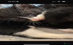 Domestic Shorthair cats for sale: 3 adorable kittens ready for their forever home  - Image 1
