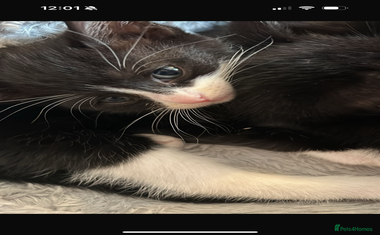 Domestic Shorthair cats - Advert 1