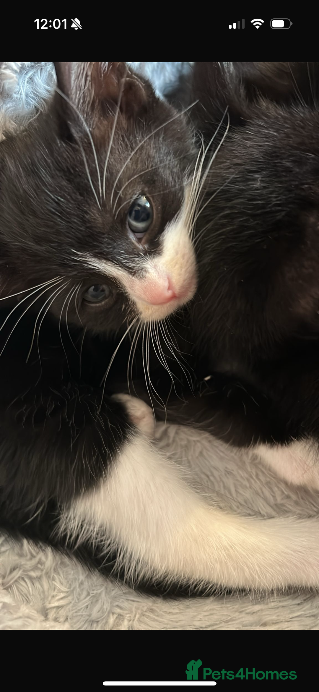 Domestic Shorthair cats for sale: 3 adorable kittens ready for their forever home  - Image 1