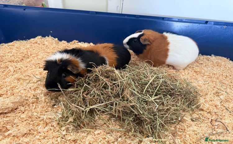 Guinea Pig rodents - Advert 1