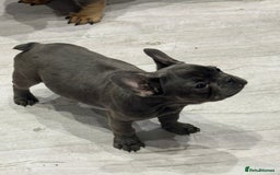 French Bulldog dogs for sale: French Bulldog Puppies - Ready Now  - Image 12