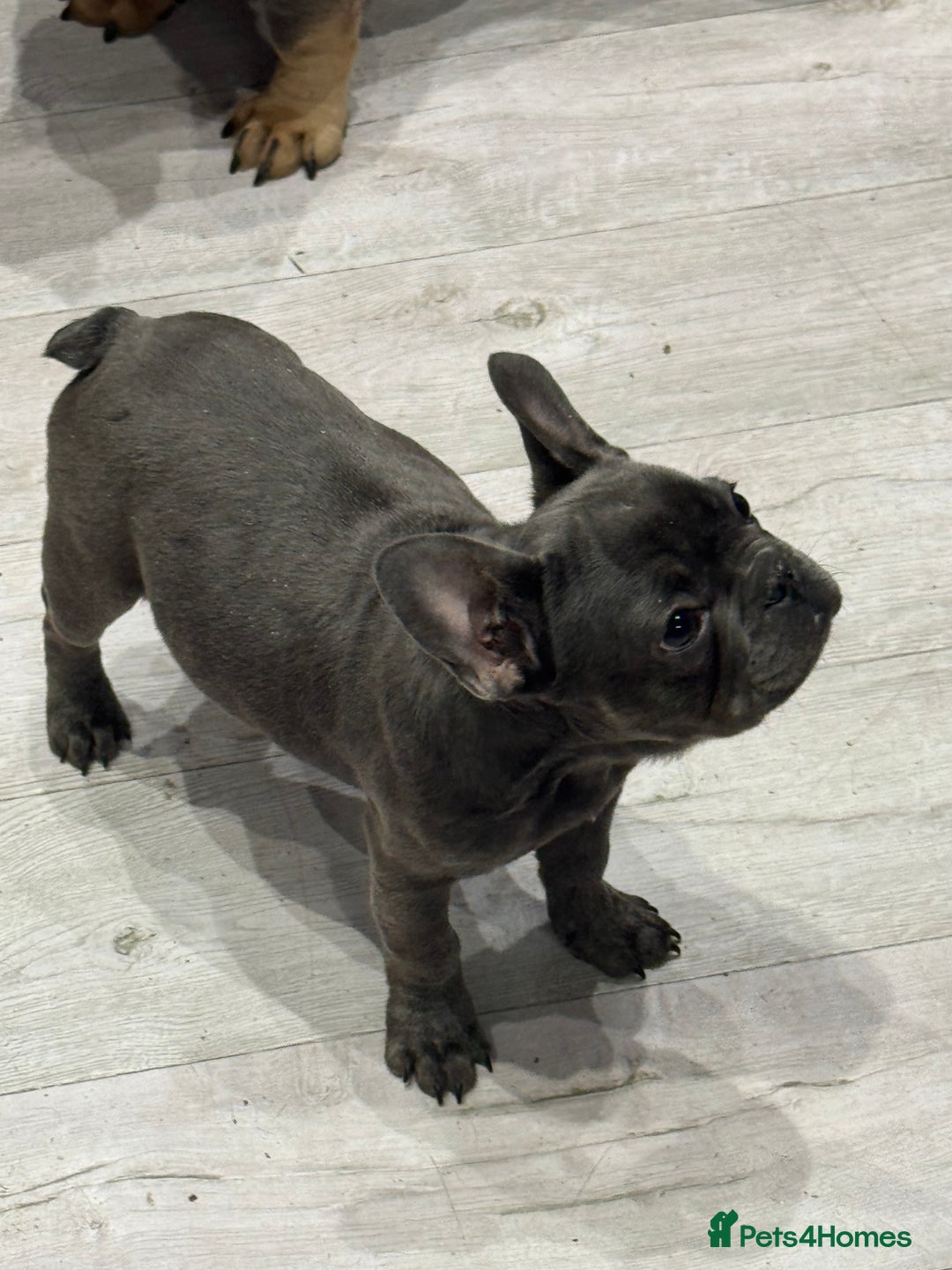 French Bulldog dogs for sale: French Bulldog Puppies - Ready Now  - Image 12