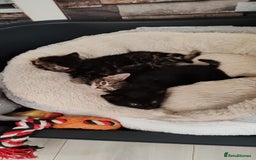 Mixed Breed cats for sale: Ch417dp  - Image 11