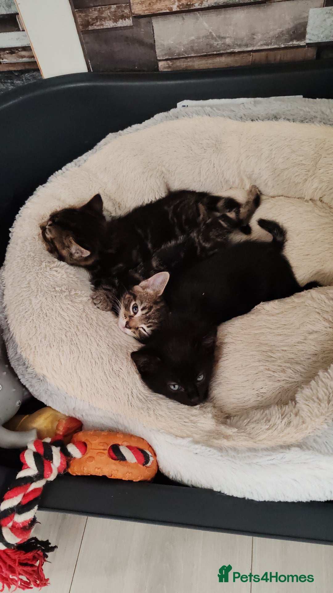 Mixed Breed cats for sale: Ch417dp  - Image 11