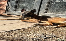 Belgian Shepherd Dog dogs for sale: Bandit looking for a loving home  - Image 2