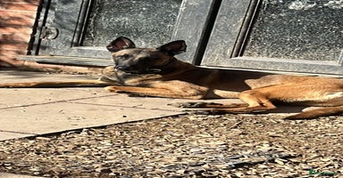 Belgian Shepherd Dog dogs - Advert 9
