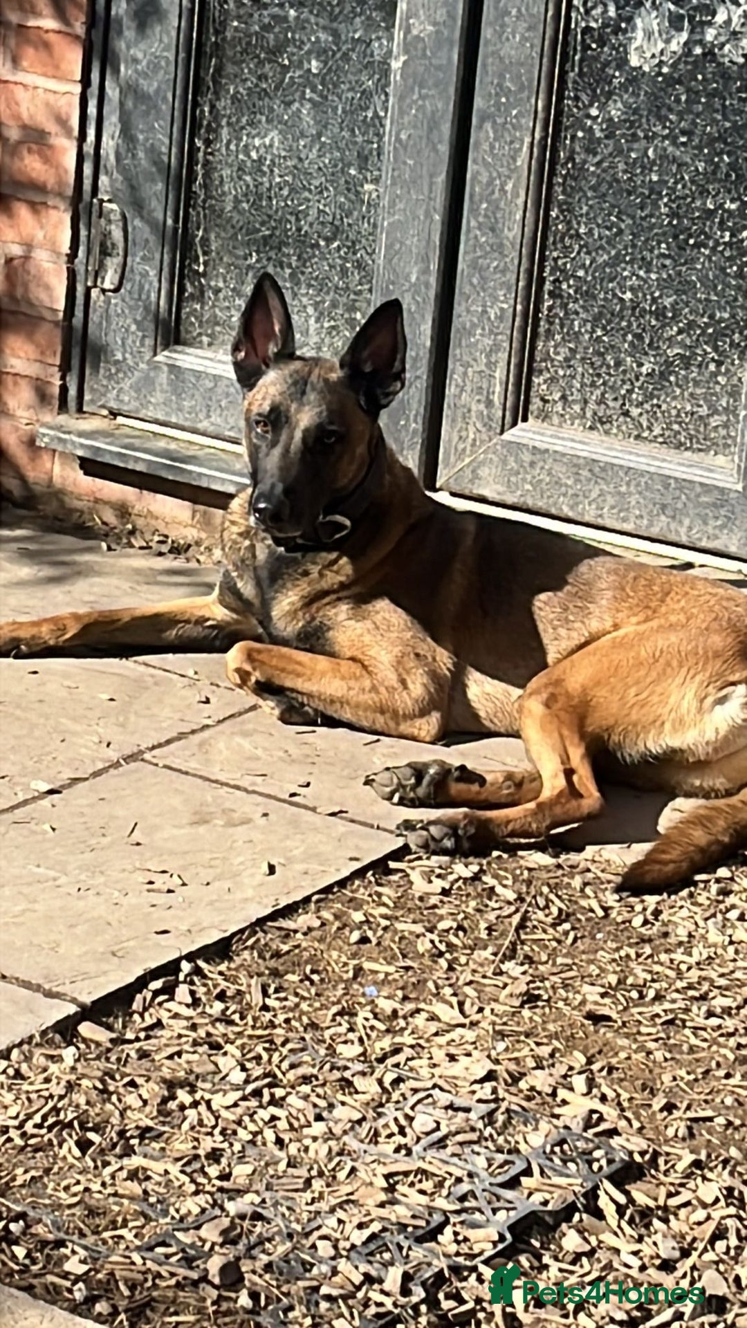 Belgian Shepherd Dog dogs for sale: Bandit looking for a loving home  - Image 2