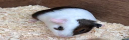 Guinea Pig rodents for sale: A pair of sisters - Dutch golden agouti - Advert 9