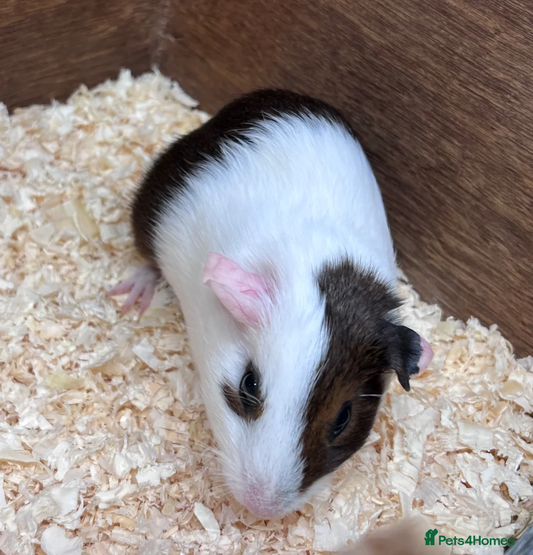 Guinea Pig rodents for sale: A pair of sisters - Dutch golden agouti - Advert 9