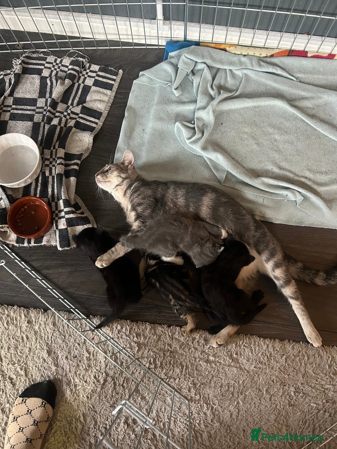 Mixed Breed cats for sale: 🥰 Beautiful kittens 🥰 - Image 13