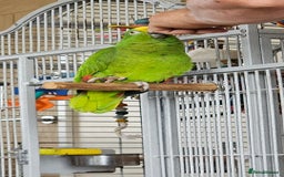 Parrots birds for sale: Yellow headed amazon  - Image 2