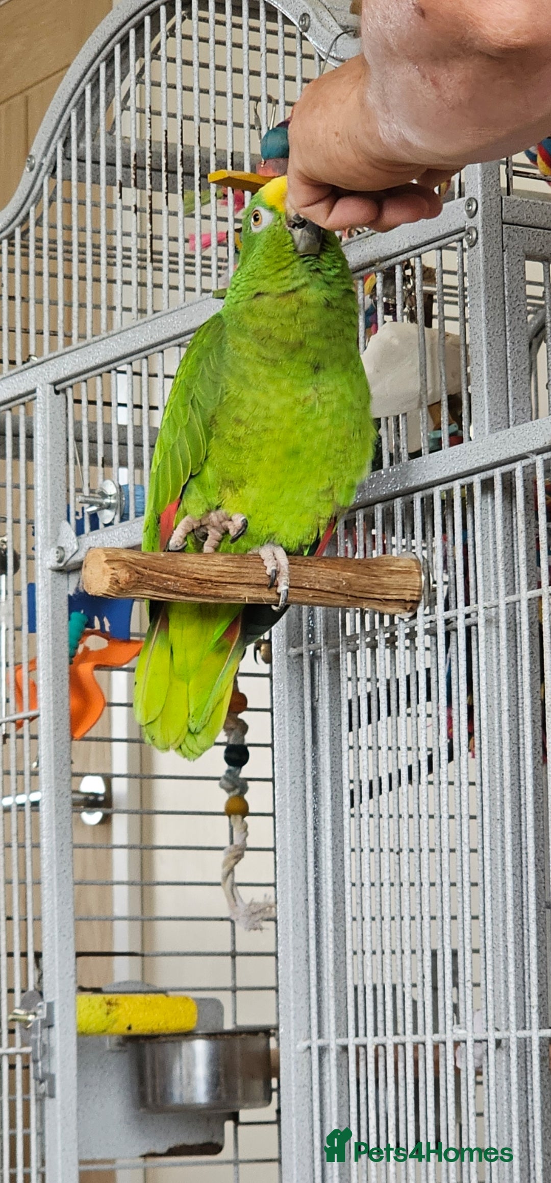 Parrots birds for sale: Yellow headed amazon  - Image 2