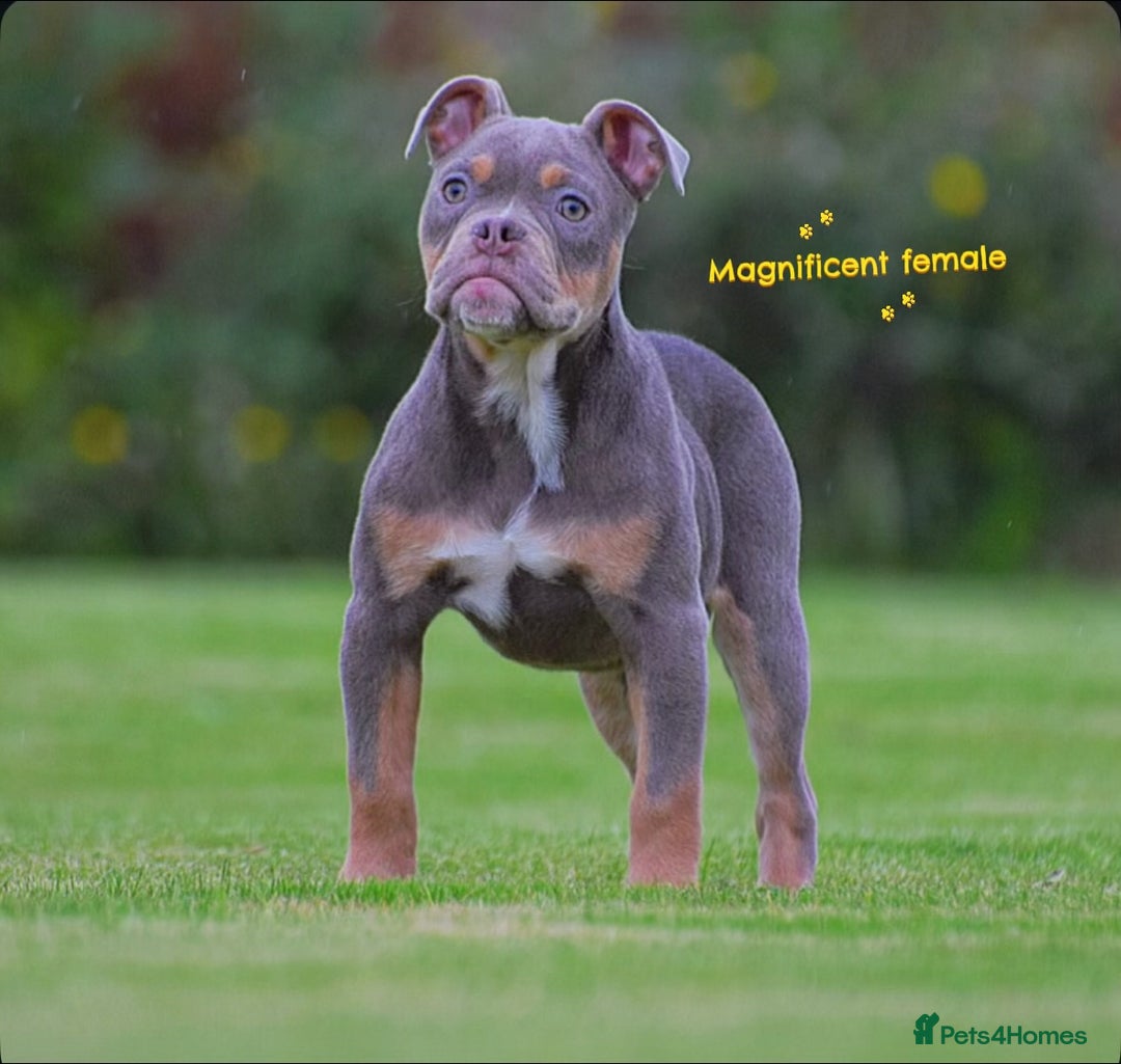 Old Tyme Bulldog dogs for sale: COUNCIL APPROVED⭐️5⭐️LICENSED.23 YEARS EXPERIENCE  - Advert 15