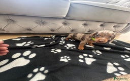 Miniature Dachshund dogs for sale: Miniature dapple dachshund  - Image 6