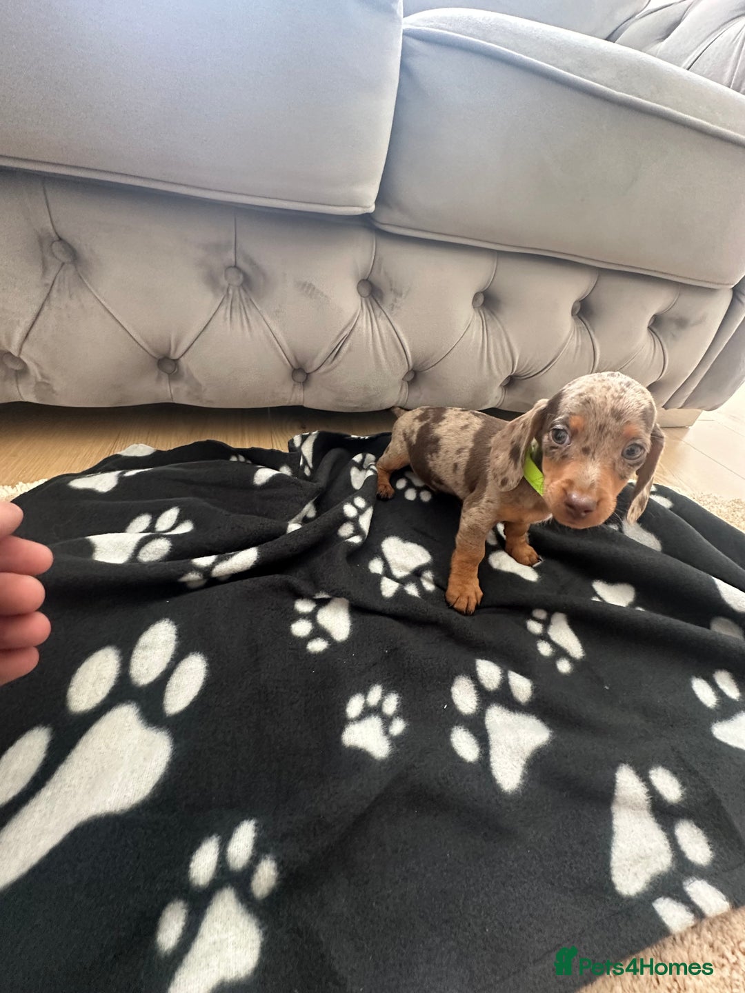 Miniature Dachshund dogs for sale: Miniature dapple dachshund  - Image 6