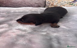 Miniature Dachshund dogs for sale: Miniature dachshund smooth hair pups  - Image 10