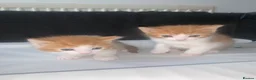 American Shorthair cats for sale: American Shorthair twins  - Advert 9