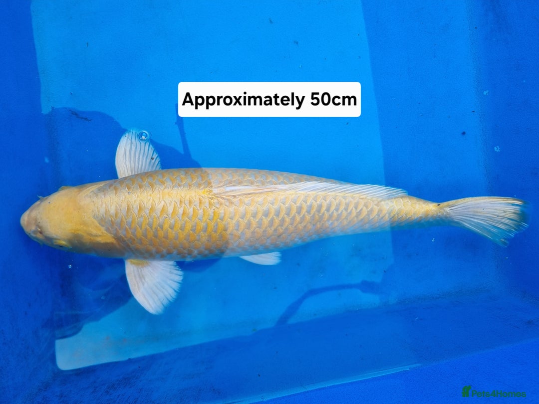 Koi Carp fish for sale: Variety of koi for sale  - Advert 9