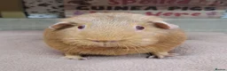 Guinea Pig rodents for sale: Female Guinea Pigs - Leeds collection - Advert 6
