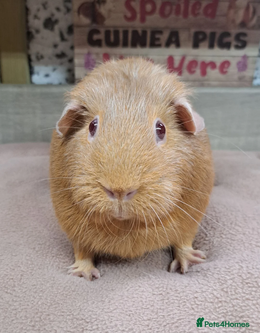 Guinea Pig rodents for sale: Female Guinea Pigs - Leeds collection - Advert 6
