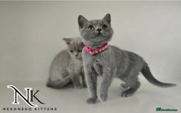 British Shorthair cats for sale: GCCF SHOW QUALITY BSH 👌 🥰🥰 - Image 1