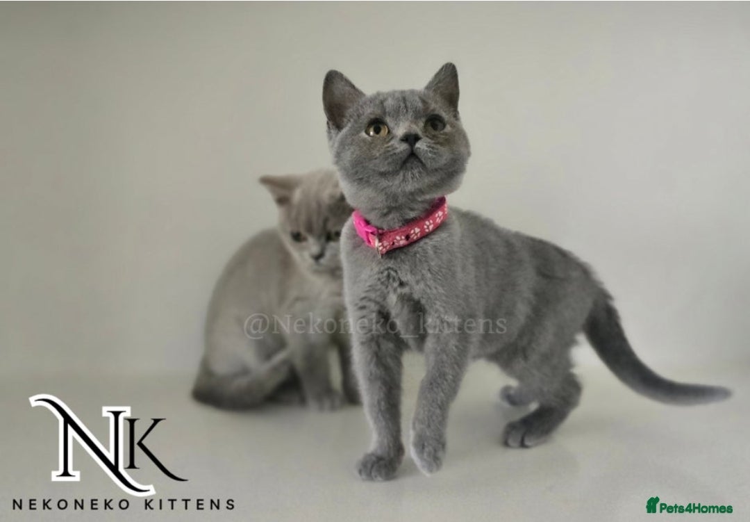 British Shorthair cats for sale: GCCF SHOW QUALITY BSH 👌 🥰🥰 - Image 1