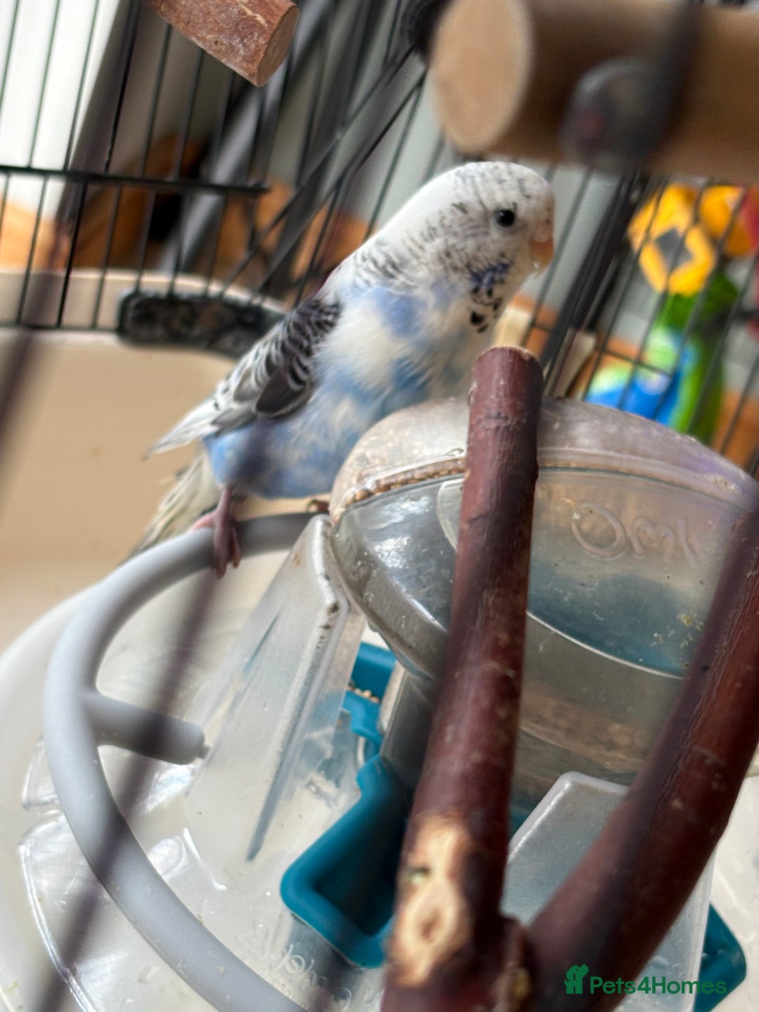 Budgerigars birds for sale: Breeding pair of budgies - Image 5