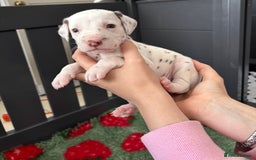 Dalmatian dogs for sale: 8 Gorgeous Dalmatian Puppies - Image 11