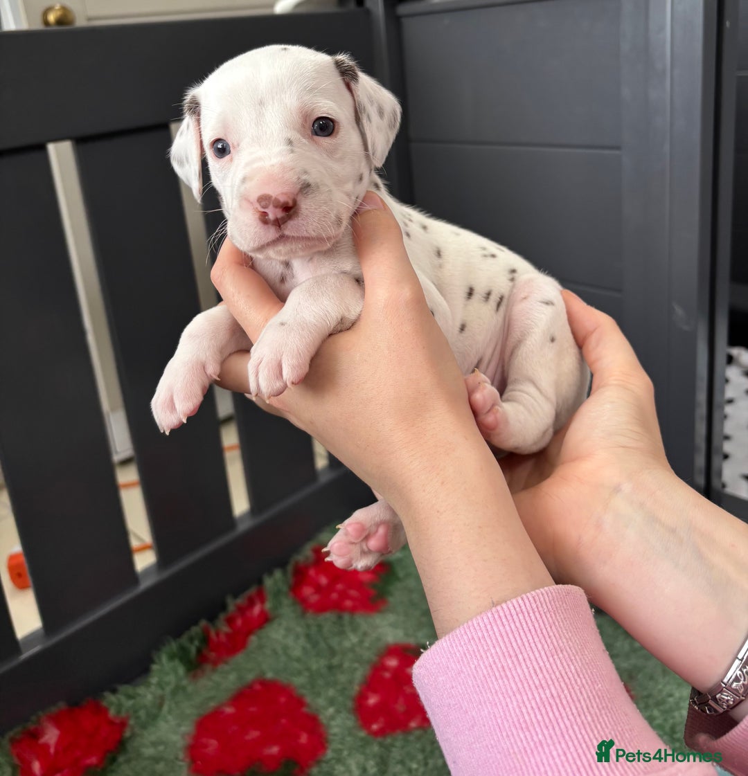 Dalmatian dogs for sale: 8 Gorgeous Dalmatian Puppies - Image 11