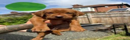 Labrador Retriever dogs for sale: Dark fox red Labrador puppies in Newcastle upon Tyne - Advert 13
