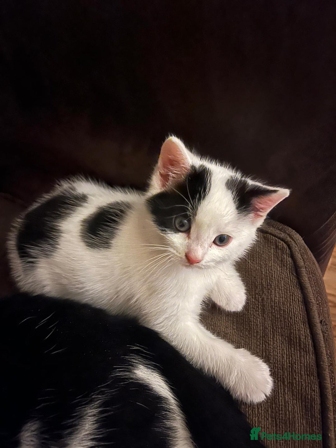 Mixed Breed cats for sale: Cats for sale - Image 2
