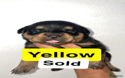 Rottweiler dogs for sale: 11 Chucky Rottweiler puppies for sale  - Image 6