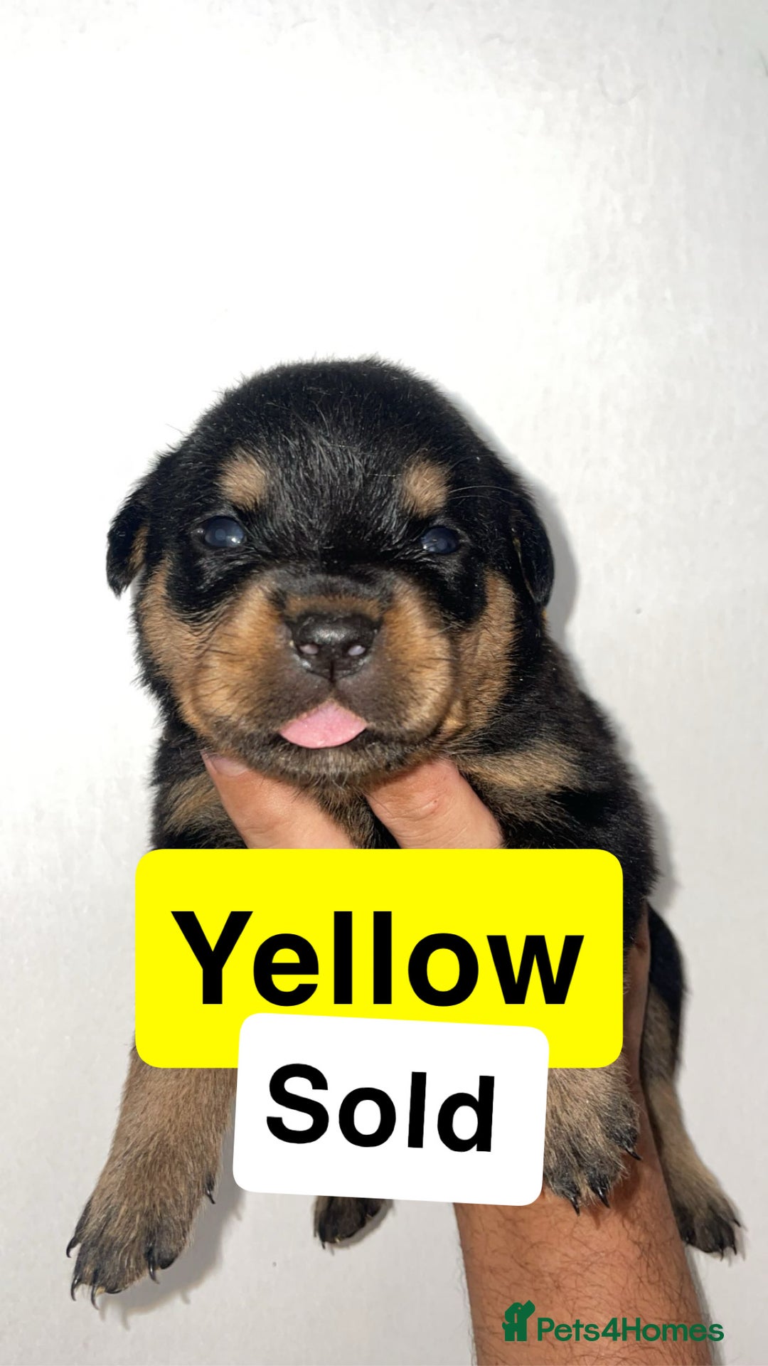 Rottweiler dogs for sale: 11 Chucky Rottweiler puppies for sale  - Image 6
