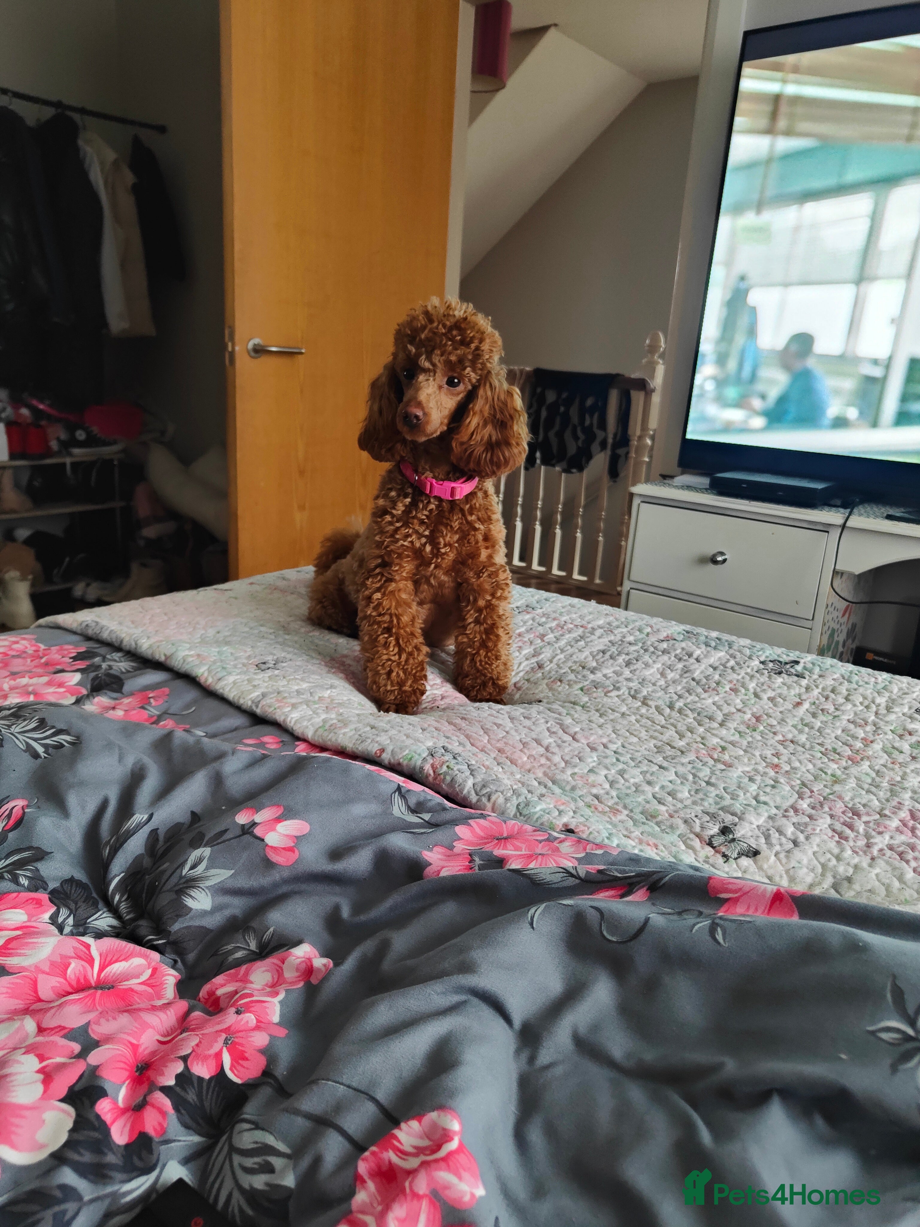 Miniature Poodle dogs 💥 Miniature poodle 💥 - Advert 1