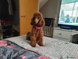 Miniature Poodle dogs 💥 Miniature poodle 💥 - Advert 1