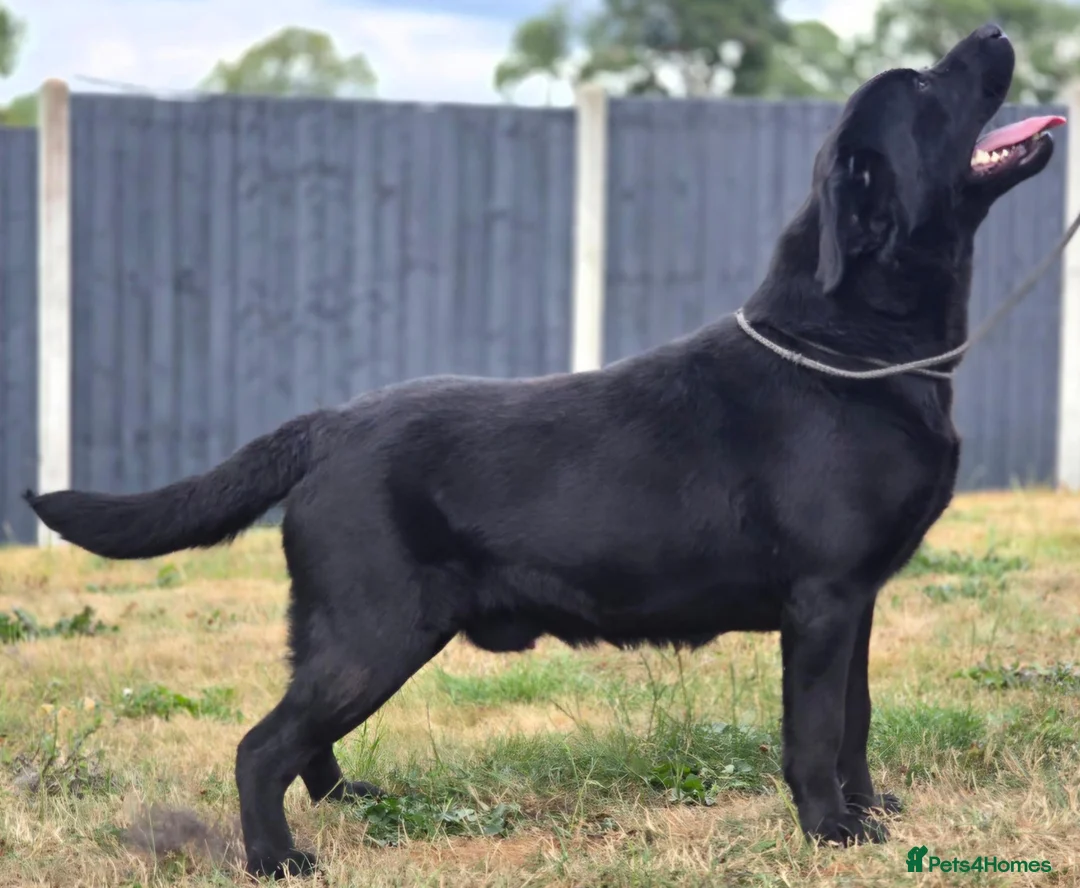 Labrador Retriever dogs for sale: 1 Year Old Male(DNA + Hips Scored) - Advert 5