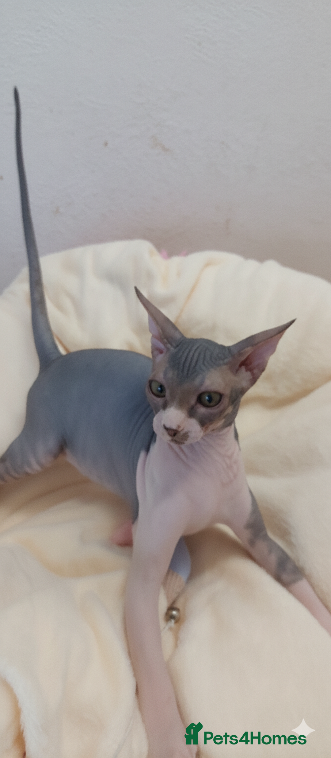 Sphynx cats for sale: Sphynx Kittens – Males & Female – International ✅ - Advert 5