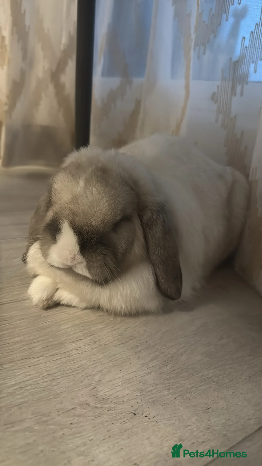 Mini Lop rabbits for sale: Mini lop Bunny - Advert 2