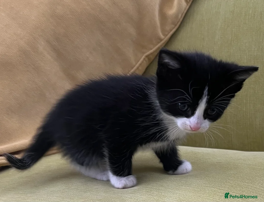 Mixed Breed cats for sale: ROMY’S ROUND EIGHT  - Advert 40