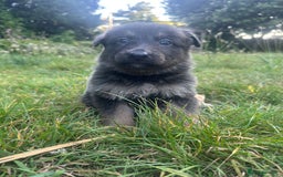 German Shepherd dogs for sale: German Shepherd Puppies  - Image 8
