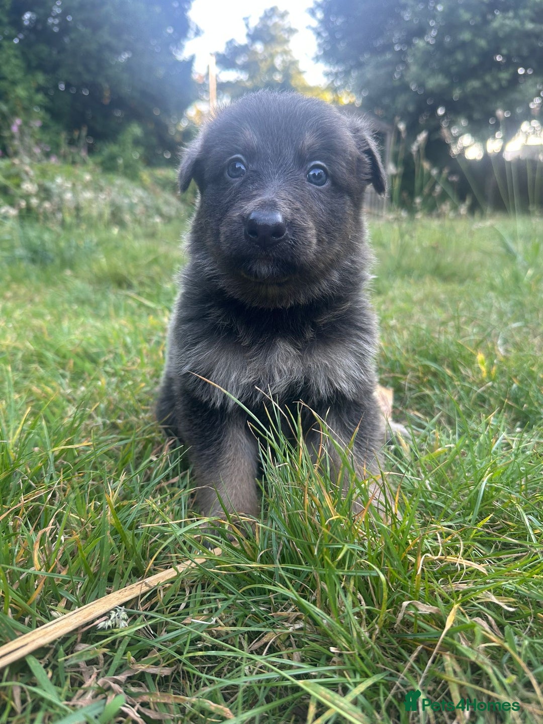 German Shepherd dogs for sale: German Shepherd Puppies  - Image 8