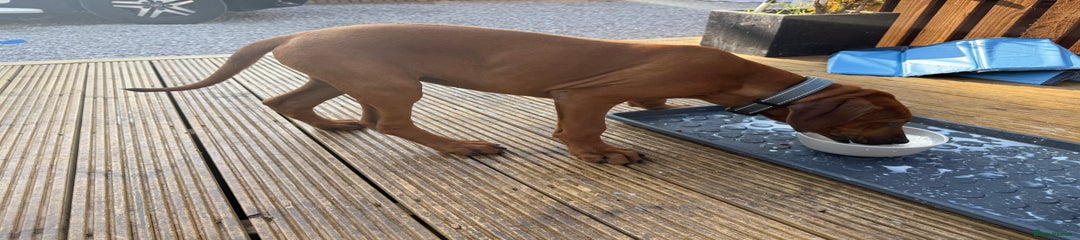 AVAILABLE Rhodesian Ridgeback Puppy 5 - Grey