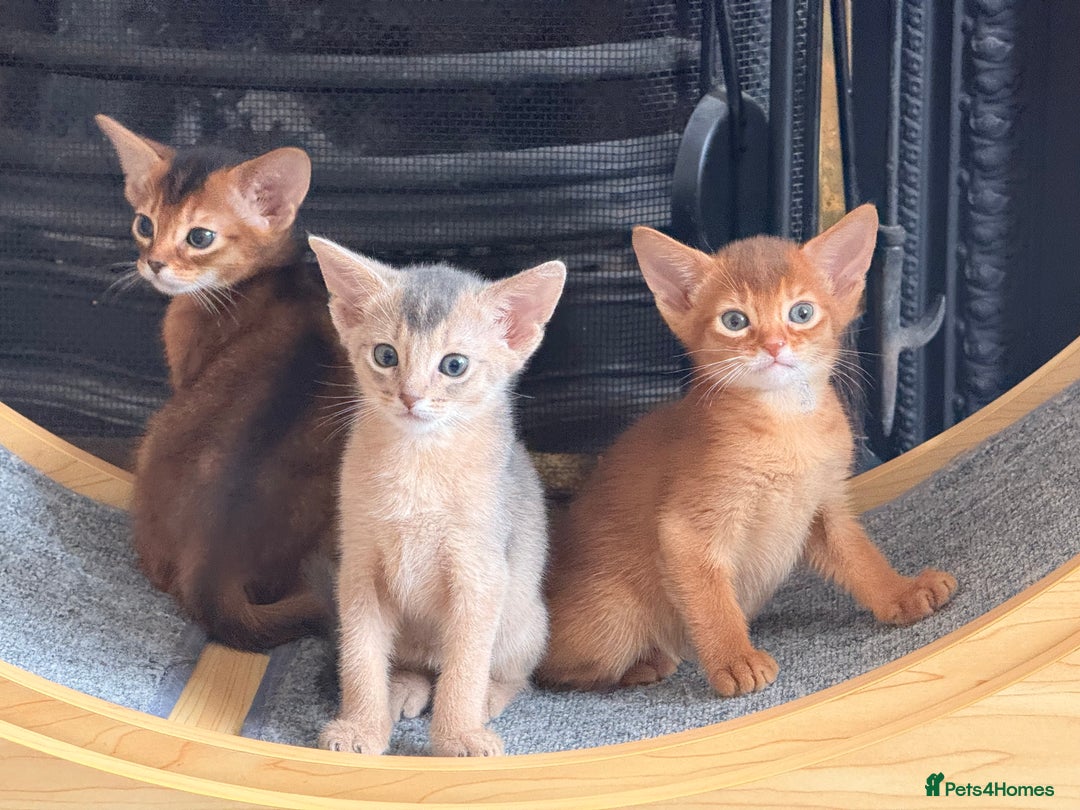 Abyssinian cats for sale: Amazing champion parents litter ❤️ - Image 12
