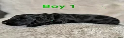 Bordoodle dogs for sale: Exceptional F1bbb Bordoodle Puppies  - Advert 21