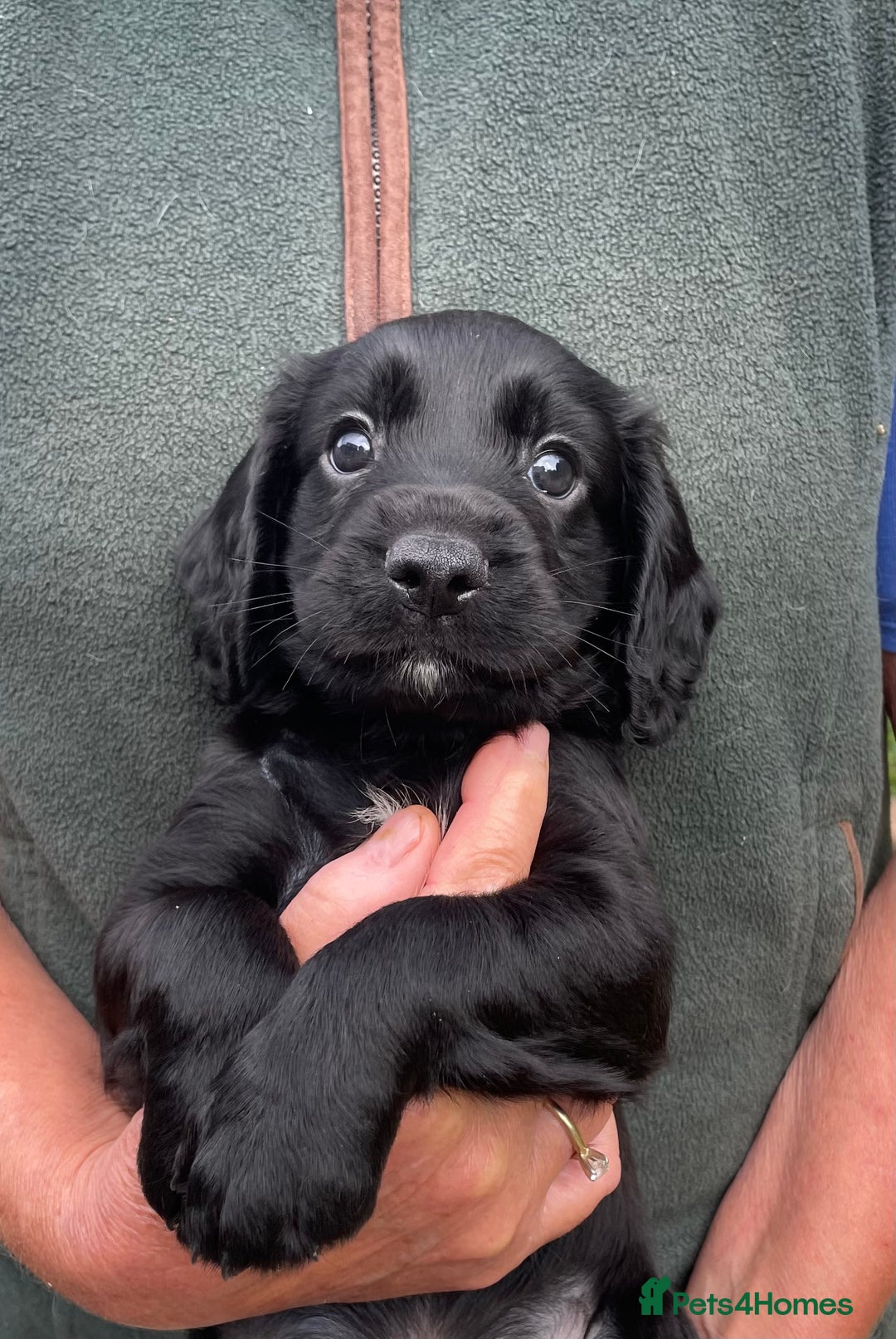 Cocker Spaniel dogs for sale: KC REG FIELD TRIAL SIRED COCKER SPANIEL PUPPIES  - Image 15