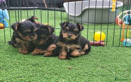 Yorkshire Terrier dogs for sale: Beautiful Mini Yorkshire Terrier puppies - Image 12