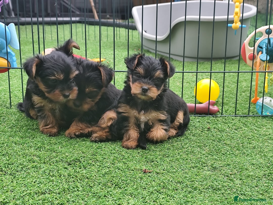 Yorkshire Terrier dogs for sale: Beautiful Mini Yorkshire Terrier puppies - Image 12