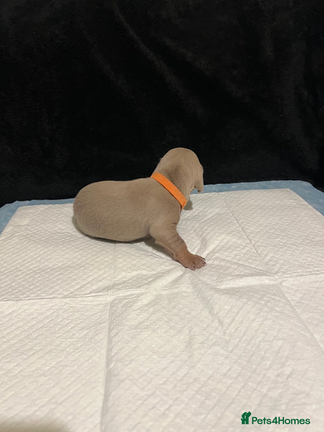 Dachshund dogs for sale:    🌈 Stunning Dachshund puppies 🌈  - Image 6