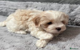 Havanese dogs for sale: 3 Beautiful Havanese Pedigree Puppies - Image 8